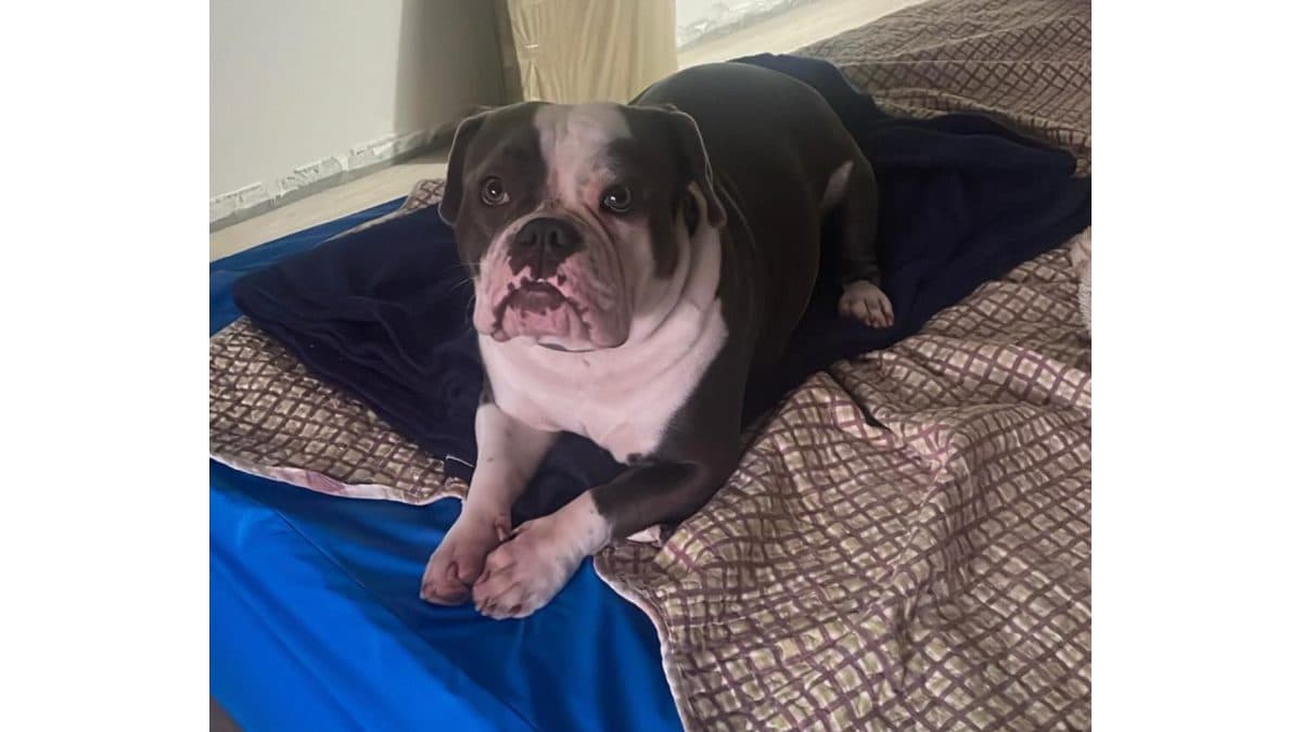 Uma Patinha de Ajuda pra Zoe