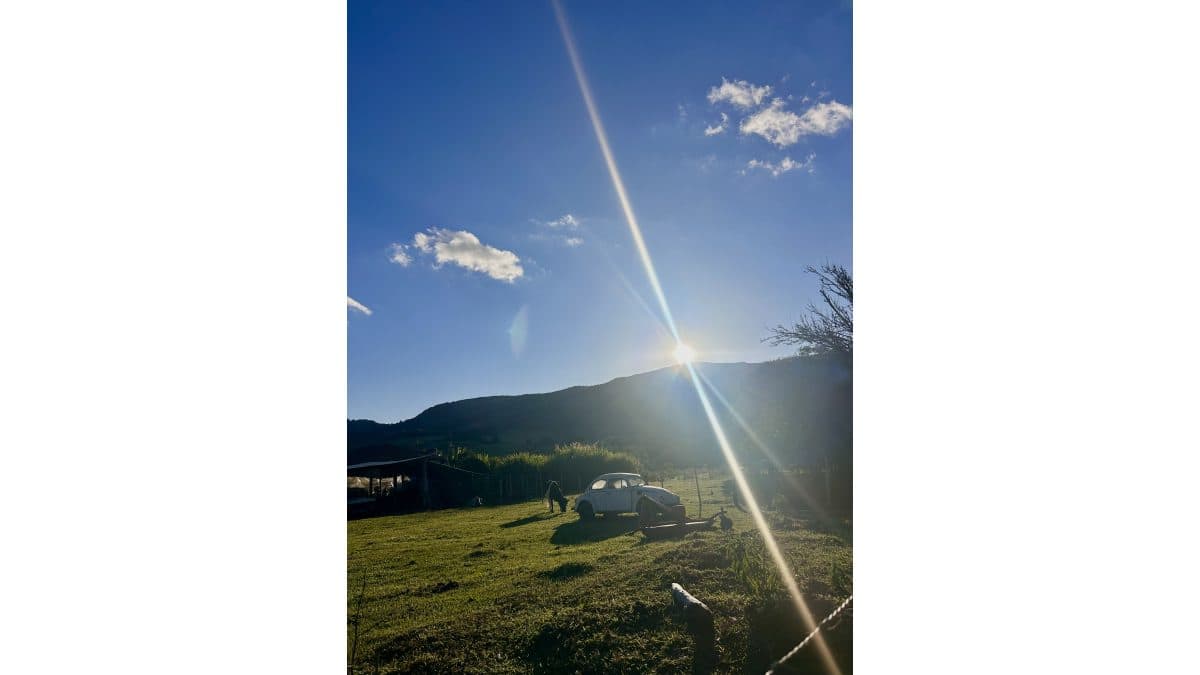 Sunshine fusca