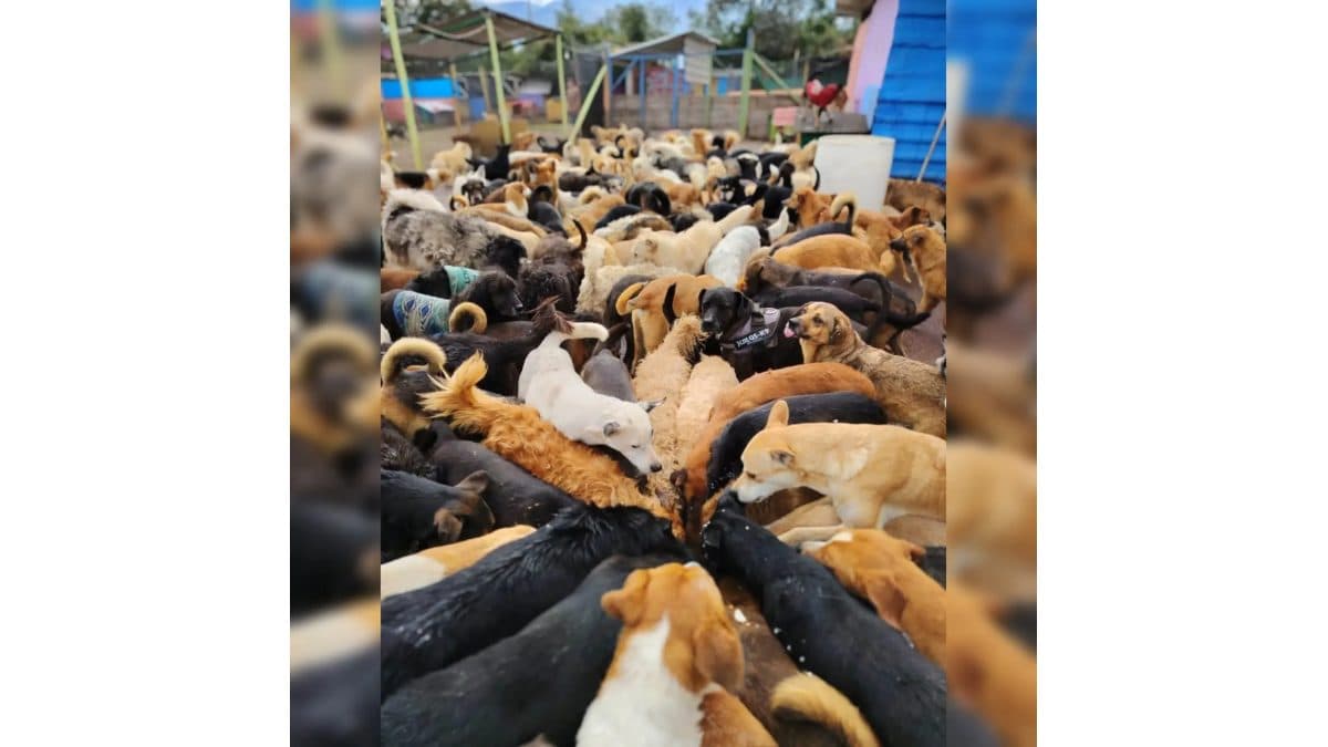 AJUDEM NOS NA ALIMENTAÇÃO DOS NOSSOS PEQUENOS 🐕