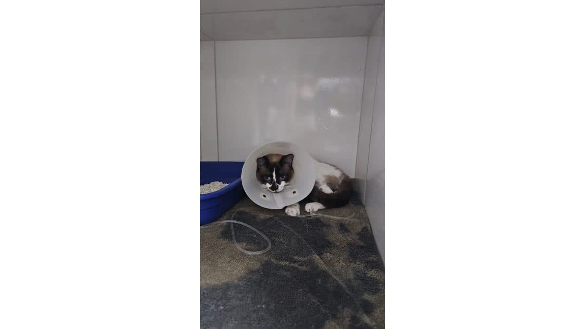 Rifa solidária ao Gatinho Suke