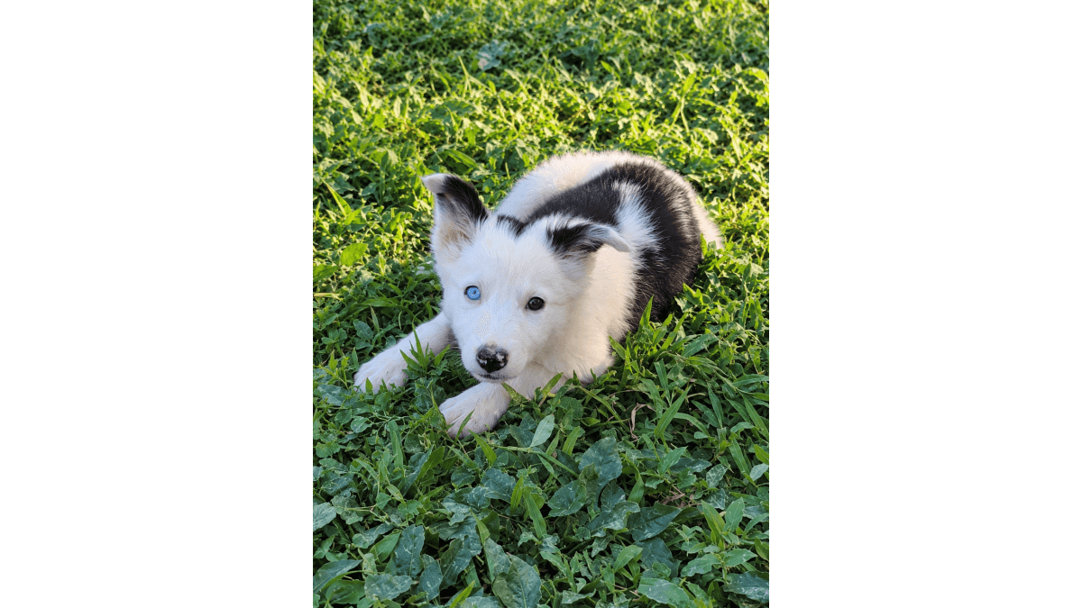 Filhote de Border Collie