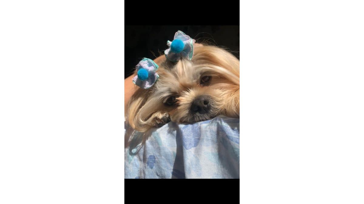 Cirurgia de Patela - Filha de quatro Patas