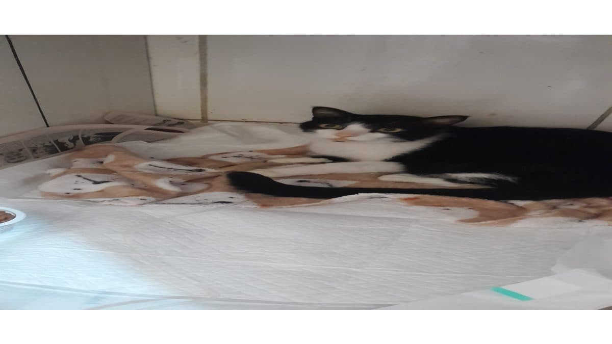 Rifa para ajuda do tratamento do gatinho Romeu