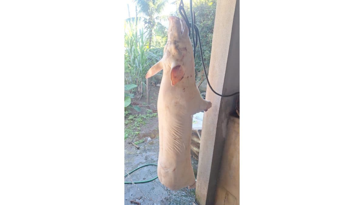 Sorteio de um leitao temperado