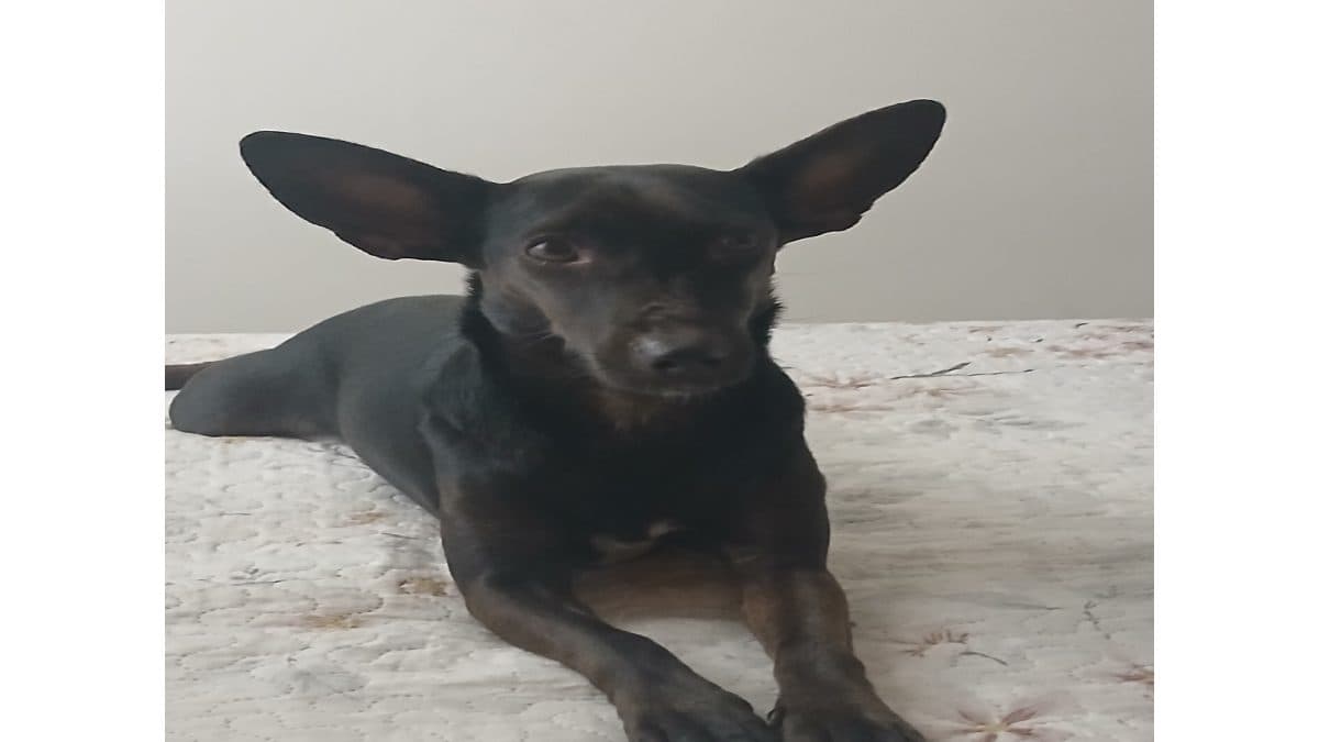 Tratamento da Nina
