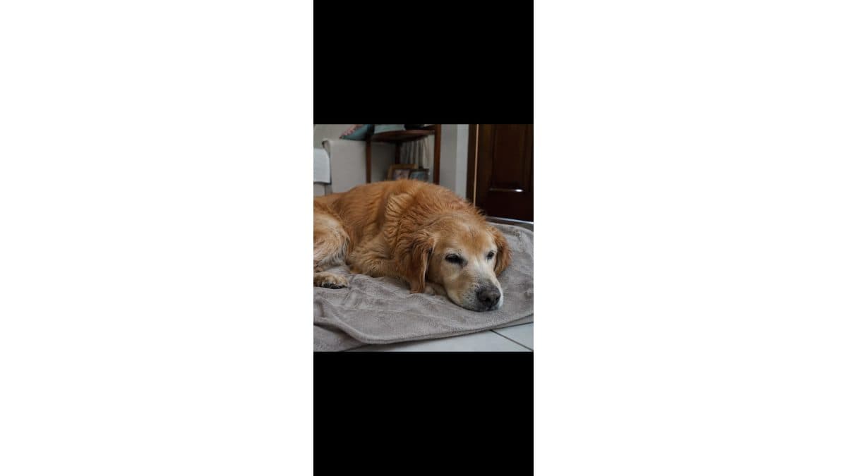 🎟️ RIFA SOLIDÁRIA PARA A CIRURGIA DO MEU CACHORRO