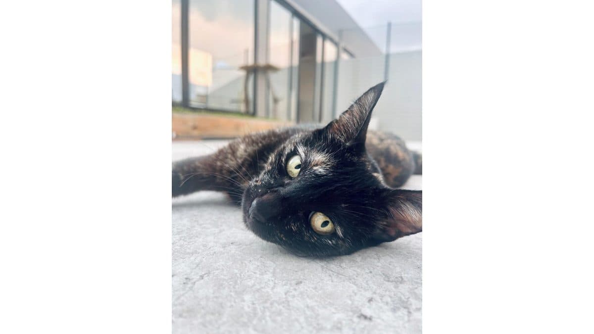 Rifa solidária da Nina
