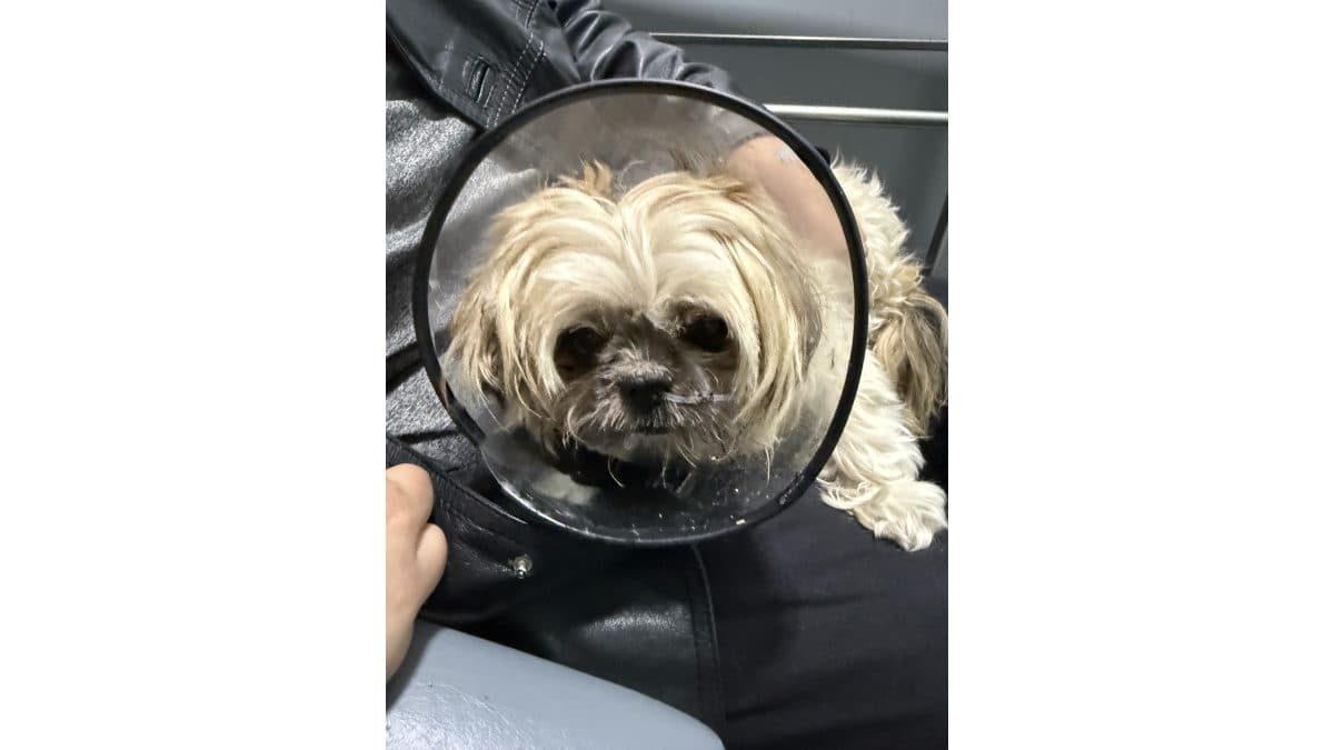 🐶💗 Rifa Solidária — Ajude a Drika e concorra a um Chuchão Gigante!