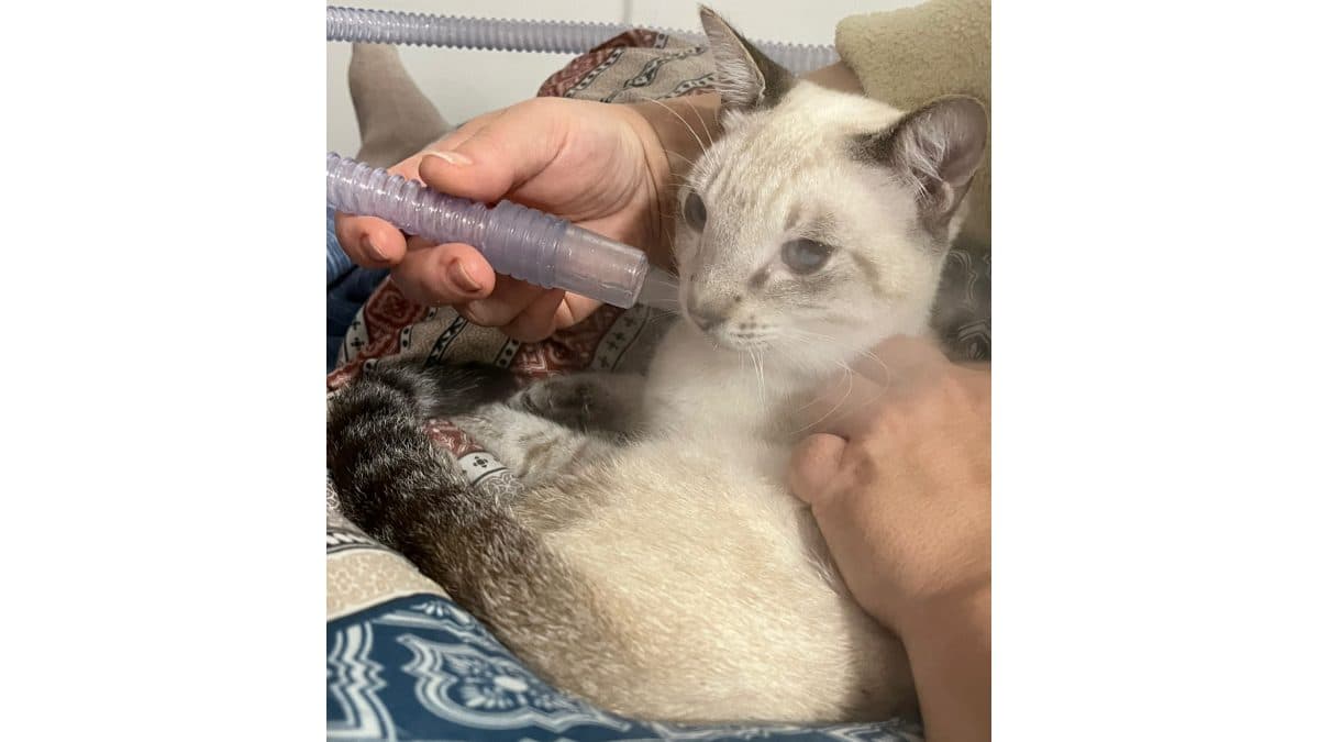🐾 Rifa Solidária do Anakin: Ajude-o a respirar melhor! ❤️