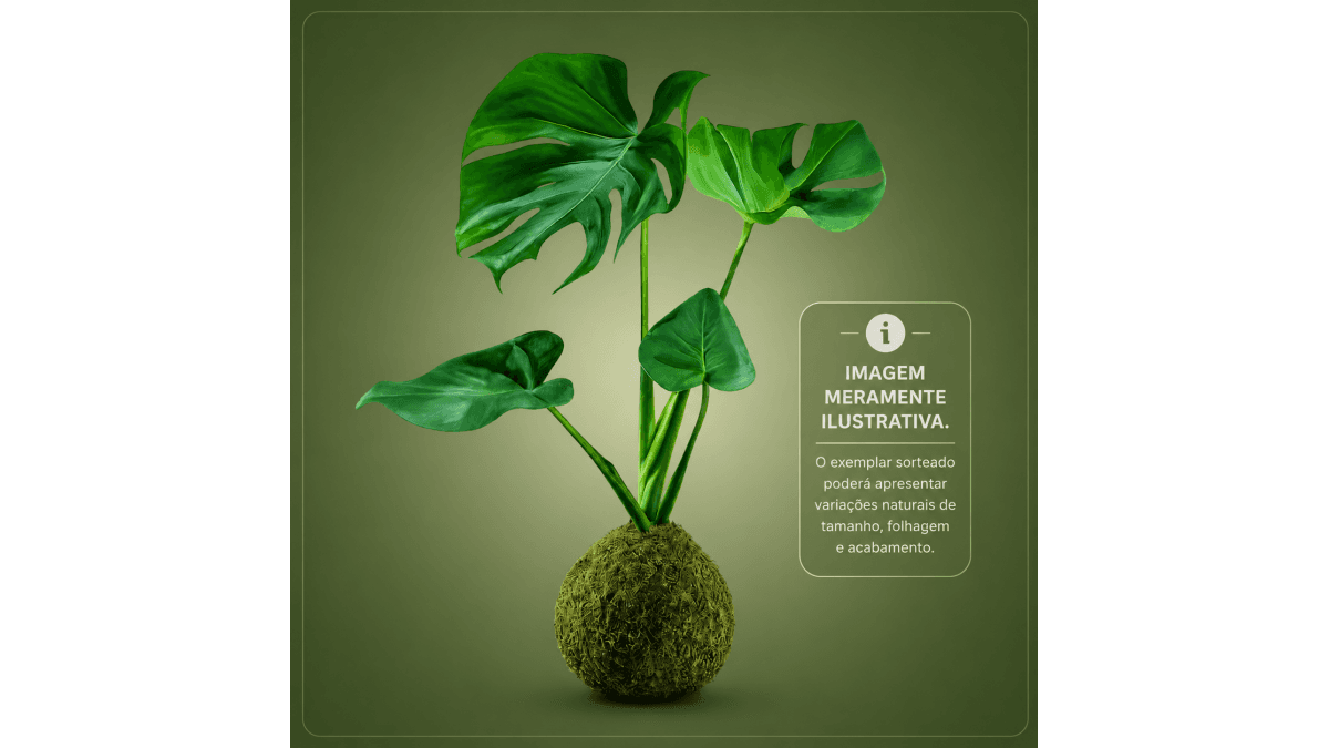 Maxi Kokedama de Costela-de-Adão 🌿