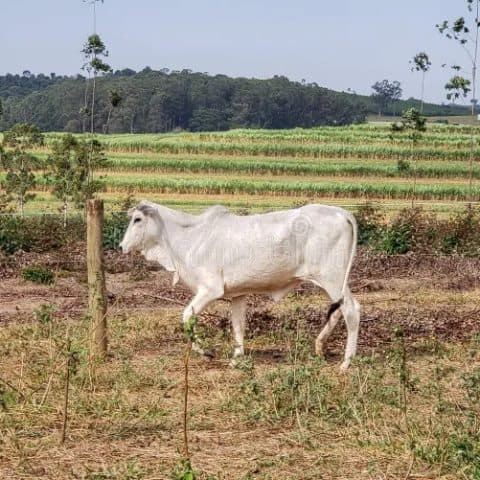 Novilha